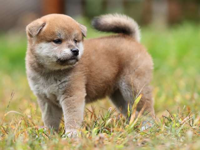 AI5I4806-puppy AI5I4806-puppy