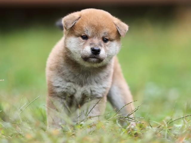 AI5I4858-puppy AI5I4858-puppy