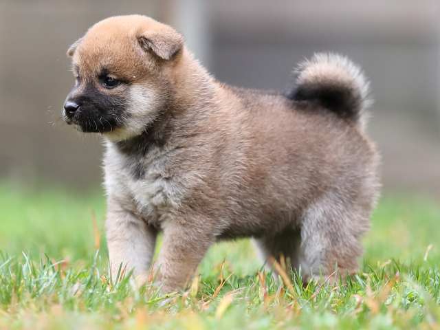AI5I4872-puppy AI5I4872-puppy