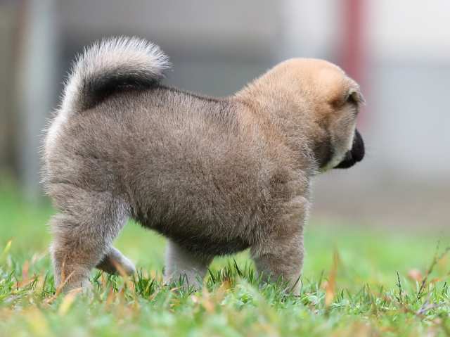 AI5I4892-puppy AI5I4892-puppy