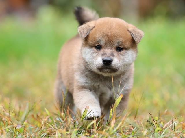 AI5I4944-puppy AI5I4944-puppy