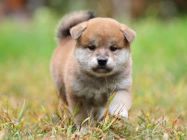 AI5I4947-puppy AI5I4947-puppy