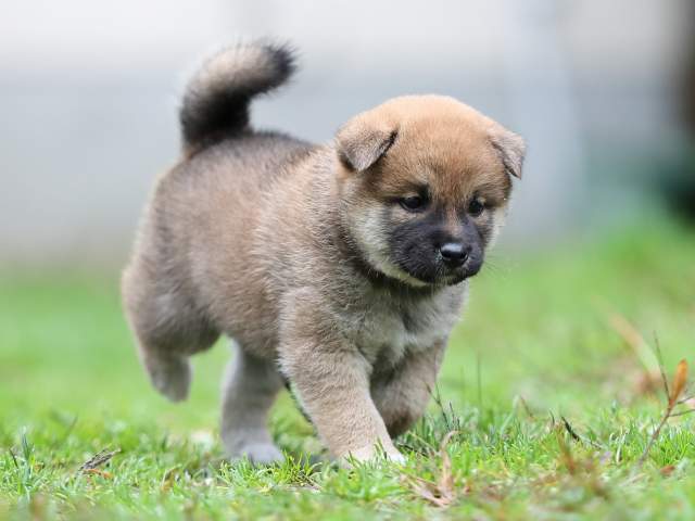 AI5I4966-puppy AI5I4966-puppy