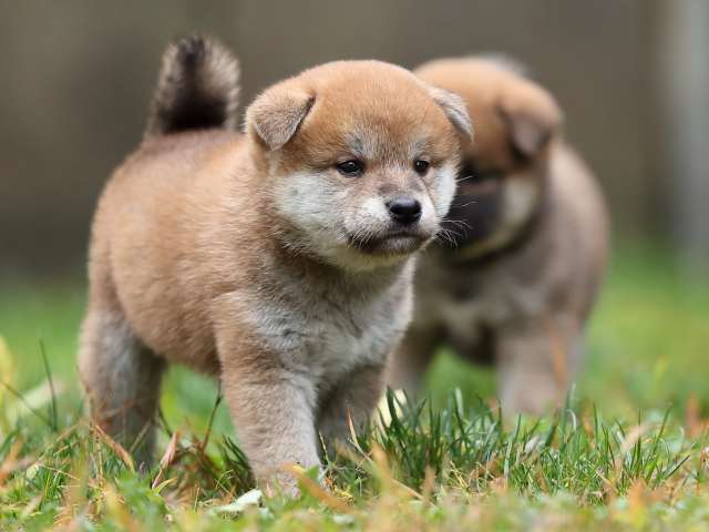 AI5I4997-puppy AI5I4997-puppy