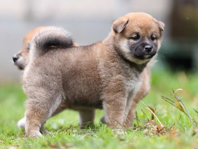 AI5I5029-puppy AI5I5029-puppy