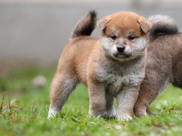 AI5I5042-puppy AI5I5042-puppy