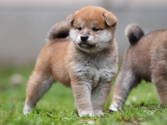 AI5I5052-puppy AI5I5052-puppy