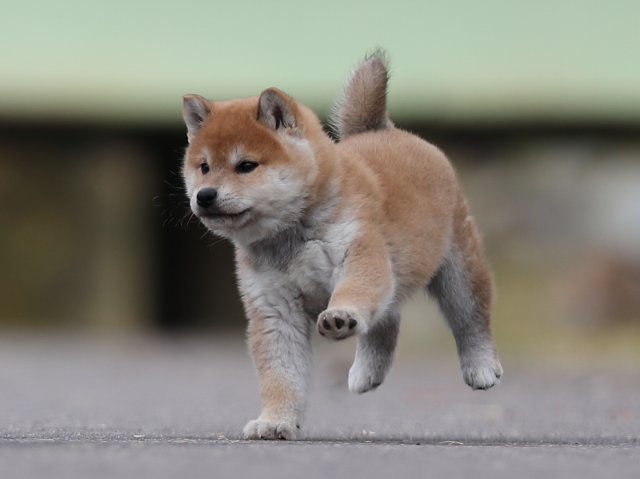 AI5I5061-puppy AI5I5061-puppy