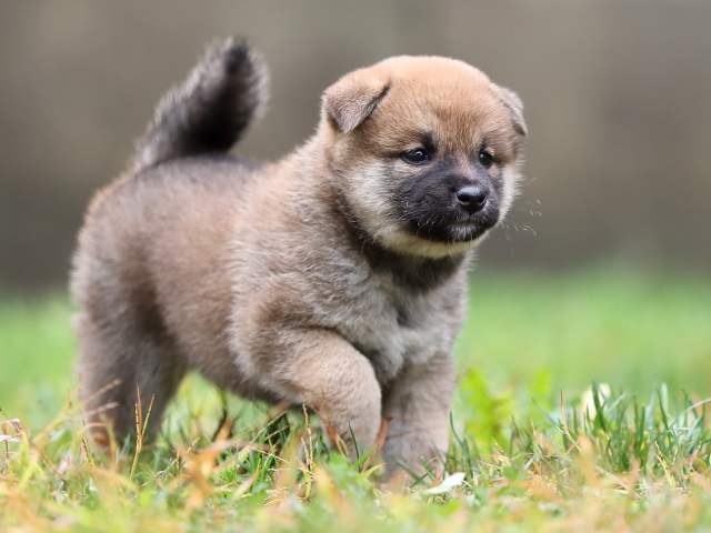 AI5I5076-puppy AI5I5076-puppy
