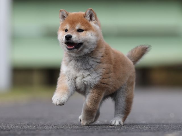 AI5I5078-puppy AI5I5078-puppy