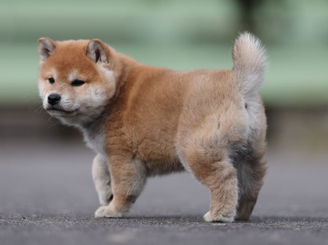 AI5I5107-puppy AI5I5107-puppy