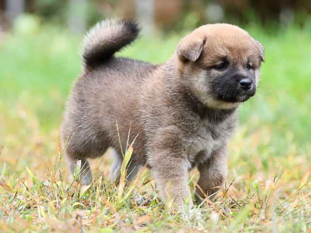 AI5I5123-puppy AI5I5123-puppy