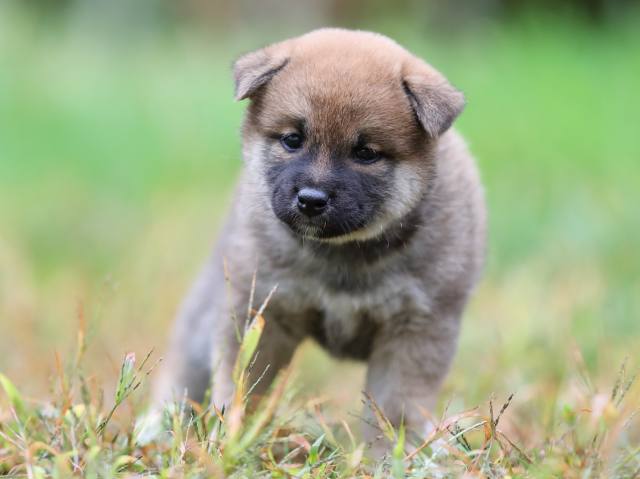AI5I5141-puppy AI5I5141-puppy
