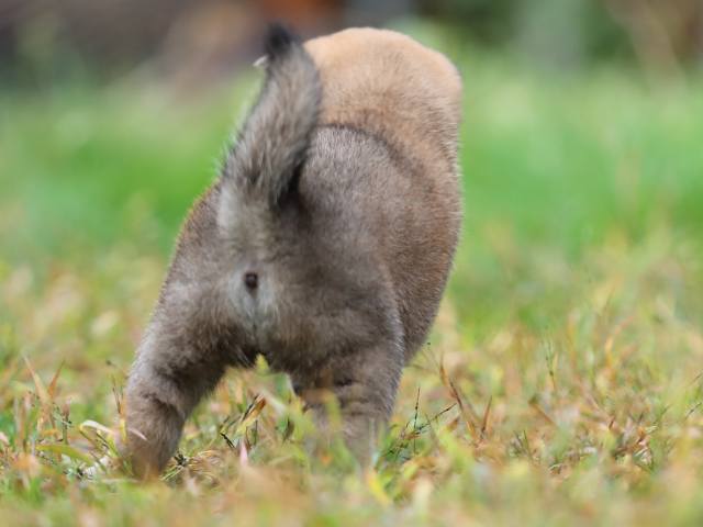 AI5I5153-puppy AI5I5153-puppy