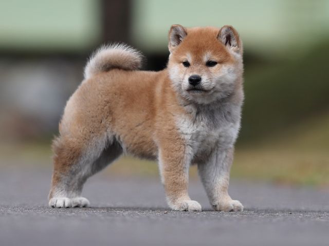 AI5I5165-puppy AI5I5165-puppy
