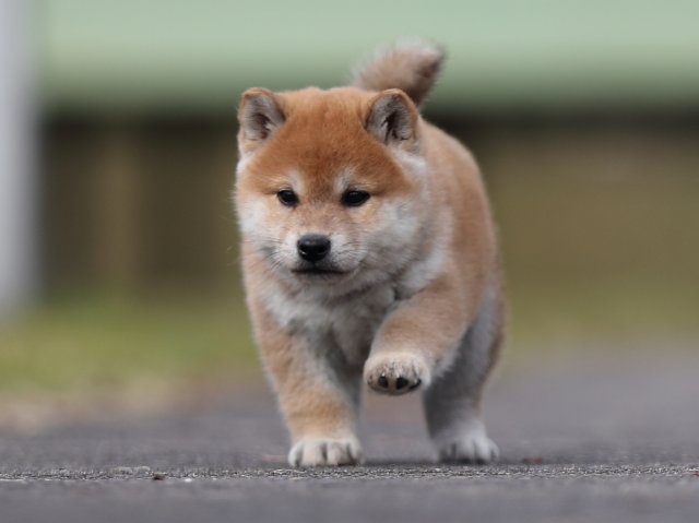 AI5I5178-puppy AI5I5178-puppy