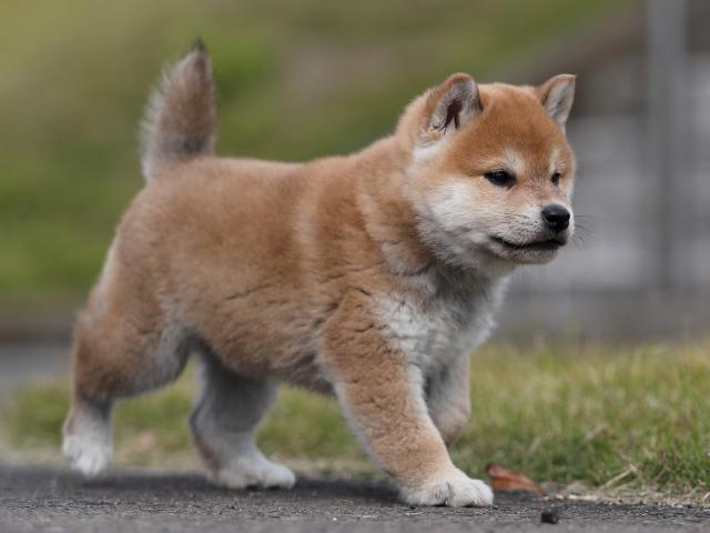 AI5I5239-puppy AI5I5239-puppy
