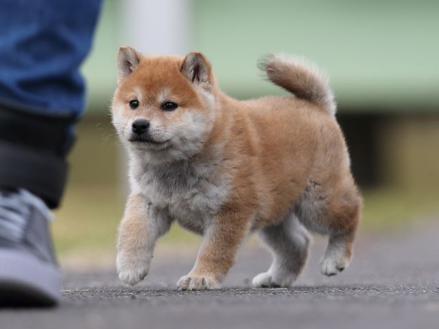 AI5I5262-puppy AI5I5262-puppy