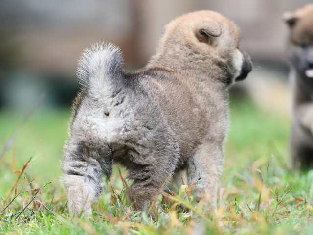 AI5I5265-puppy AI5I5265-puppy