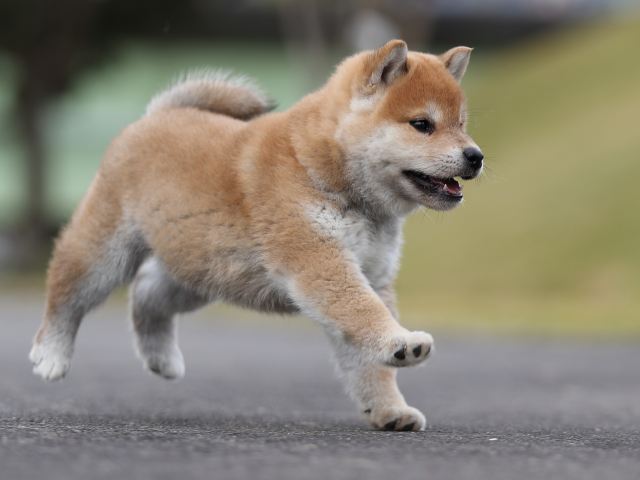 AI5I5278-puppy AI5I5278-puppy