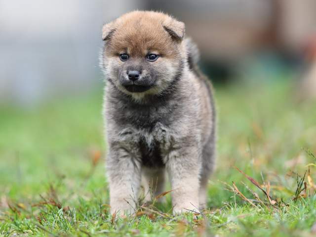 AI5I5279-puppy AI5I5279-puppy