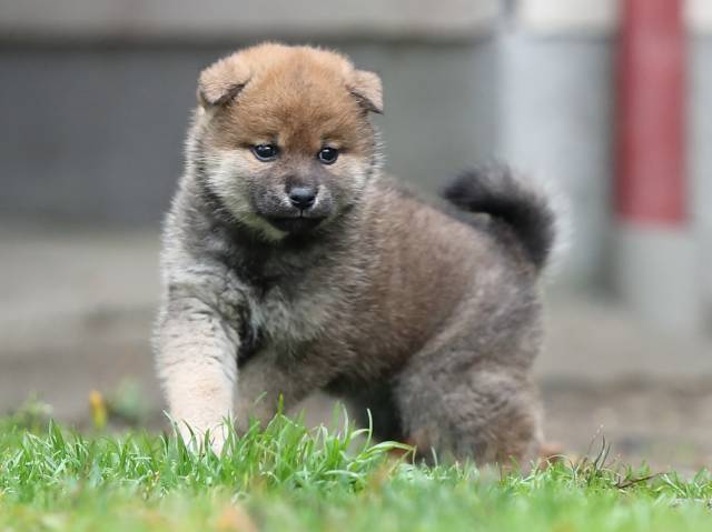 AI5I5293-puppy AI5I5293-puppy