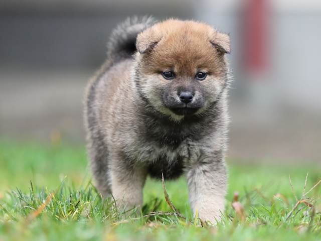 AI5I5315-puppy AI5I5315-puppy