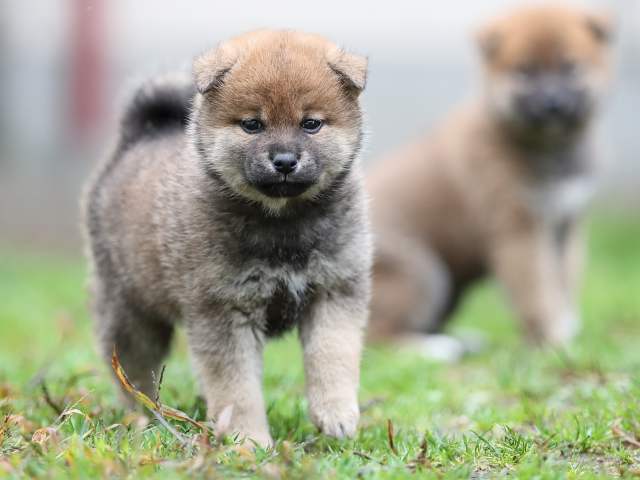 AI5I5336-puppy AI5I5336-puppy