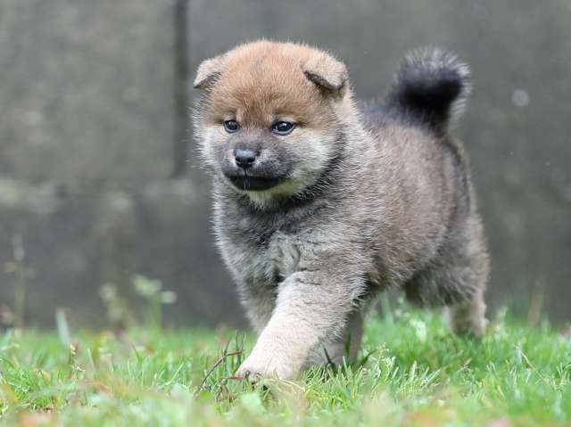 AI5I5355-puppy AI5I5355-puppy