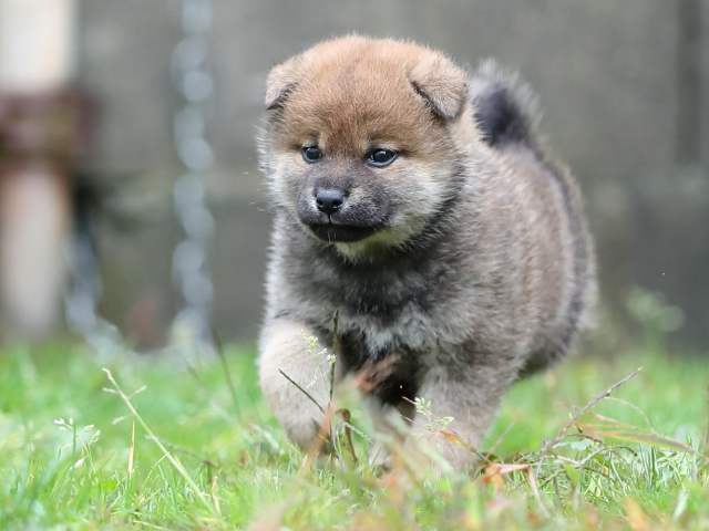 AI5I5360-puppy AI5I5360-puppy