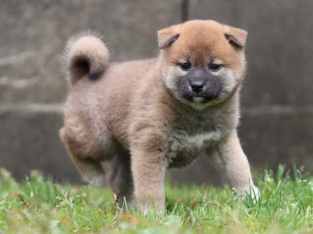 AI5I5424-puppy AI5I5424-puppy