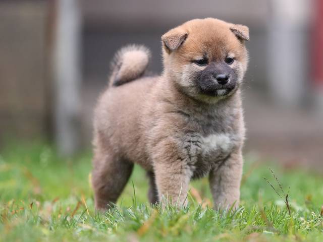 AI5I5464-puppy AI5I5464-puppy