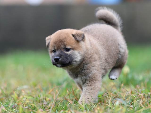 AI5I5480-puppy AI5I5480-puppy