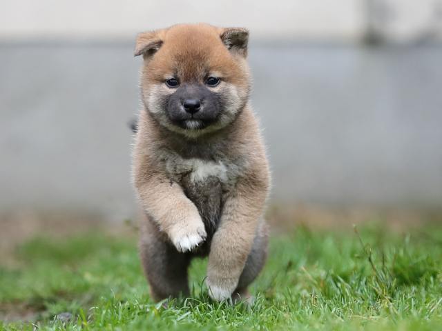 AI5I5504-puppy AI5I5504-puppy