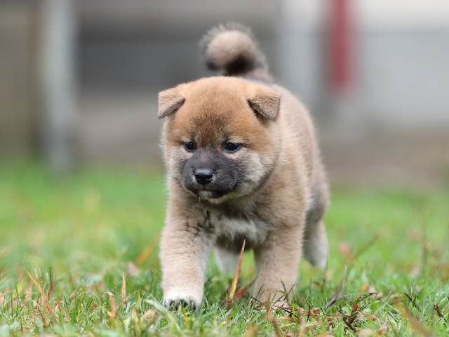 AI5I5522-puppy AI5I5522-puppy