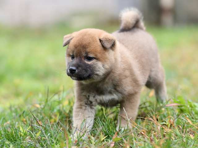 AI5I5539-puppy AI5I5539-puppy
