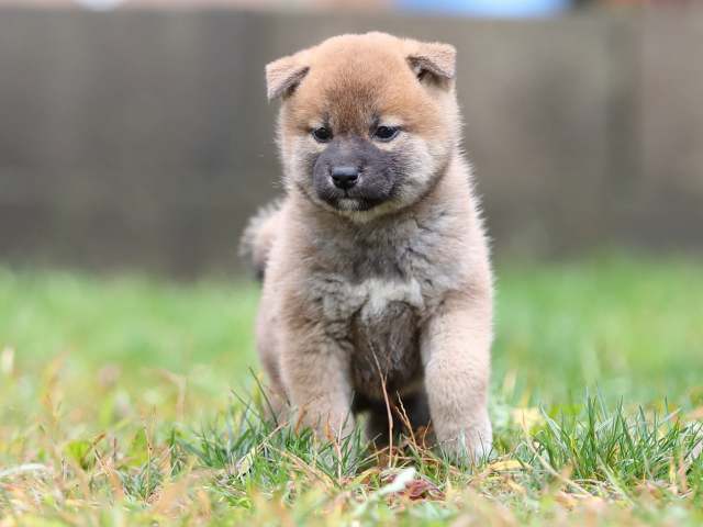 AI5I5554-puppy AI5I5554-puppy