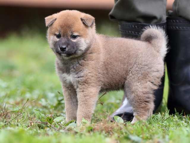 AI5I5611-puppy AI5I5611-puppy