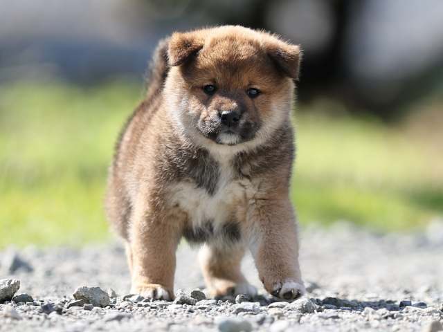 AI5I6045-puppy AI5I6045-puppy