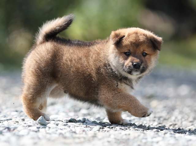 AI5I6068-puppy AI5I6068-puppy