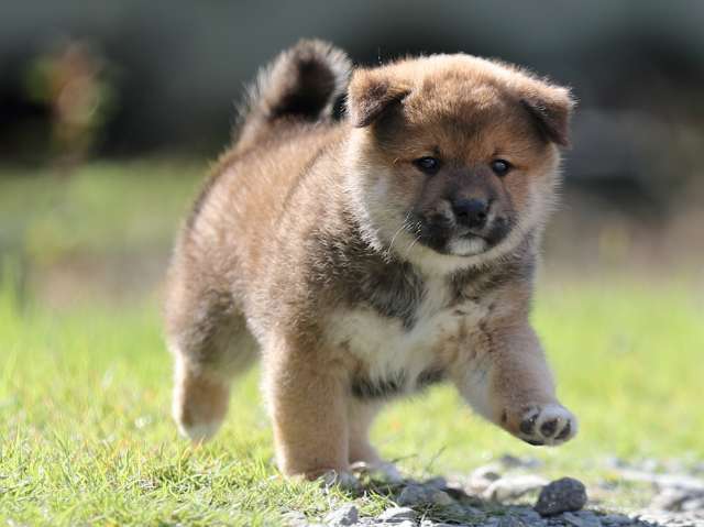AI5I6095-puppy AI5I6095-puppy