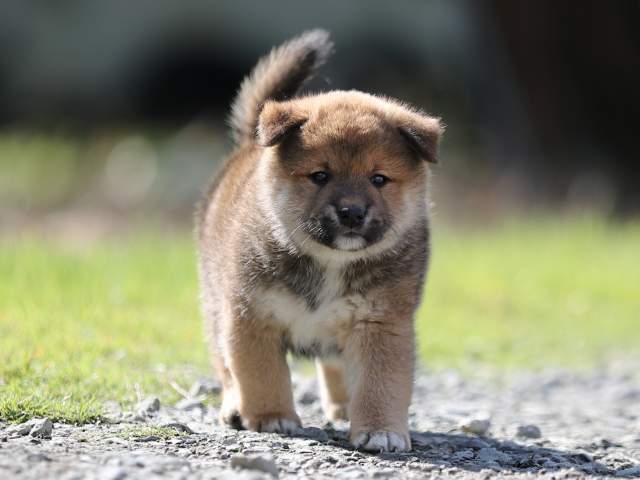 AI5I6102-puppy AI5I6102-puppy