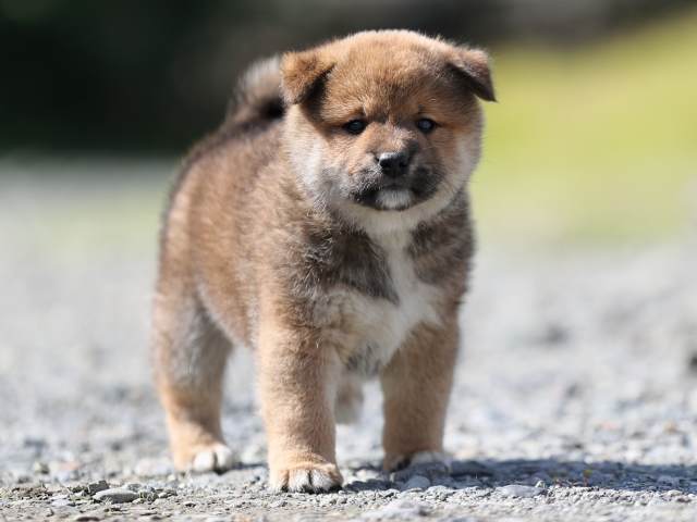 AI5I6209-puppy AI5I6209-puppy