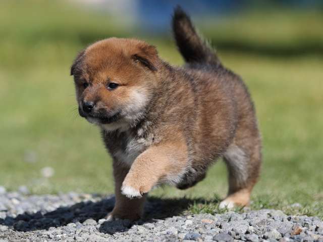 AI5I6298-puppy AI5I6298-puppy