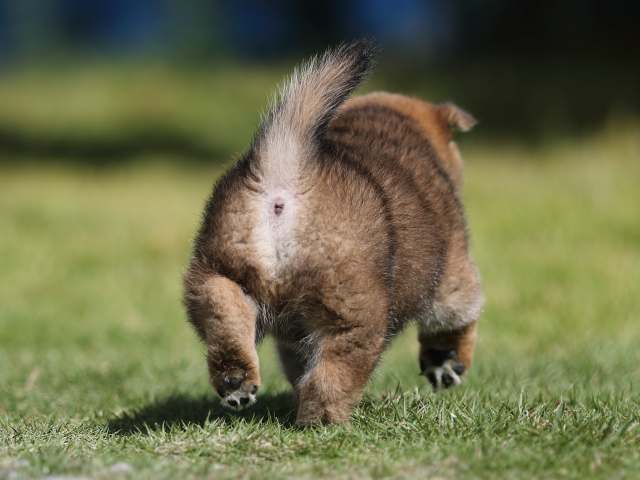 AI5I6318-puppy AI5I6318-puppy