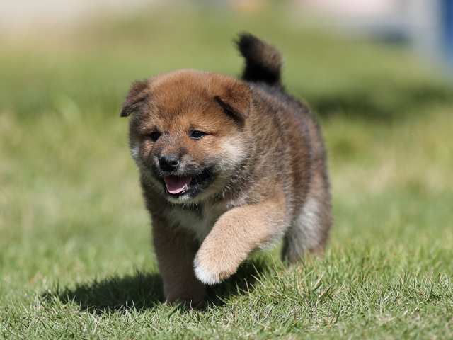 AI5I6329-puppy AI5I6329-puppy