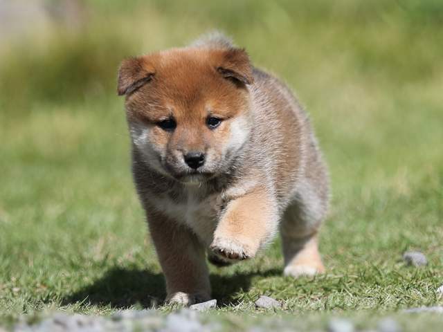 AI5I6395-puppy AI5I6395-puppy
