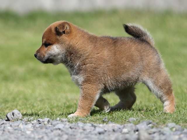 AI5I6449-puppy AI5I6449-puppy