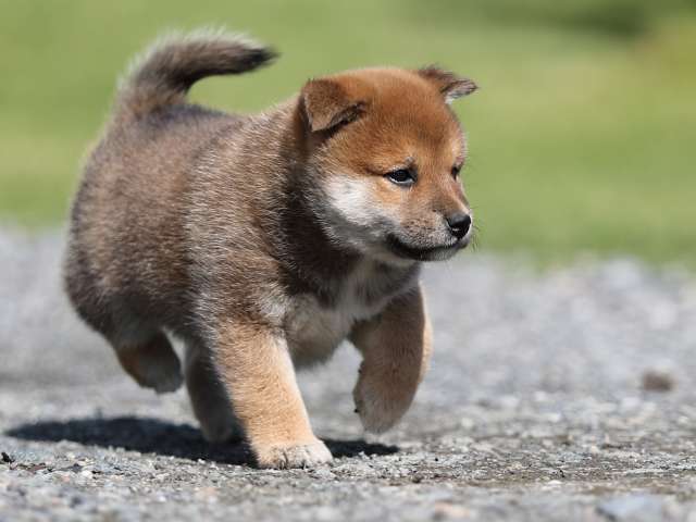 AI5I6464-puppy AI5I6464-puppy