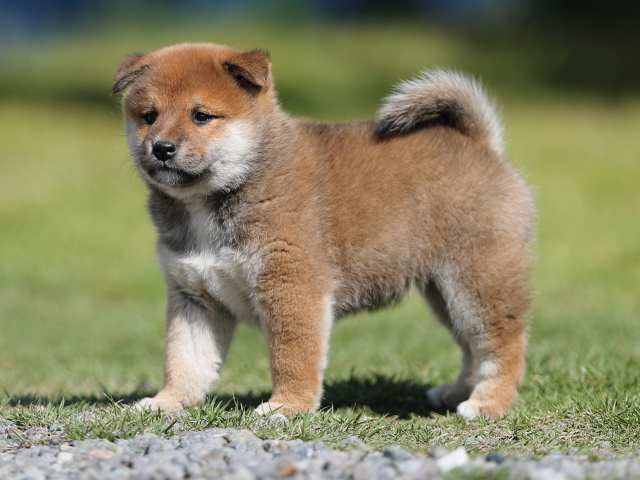 AI5I6495-puppy AI5I6495-puppy